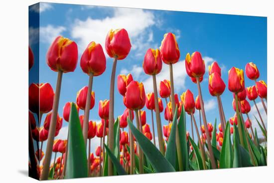 Red and Yellow Tulips Shot from the Down, against Blue Sky, on a Spring Sunny Day, in North Holland-Anatols-Premier Image Canvas