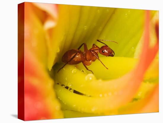 Red Ant-Adam Jones-Premier Image Canvas