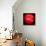 Red Apple-Nelly Arenas-Stretched Canvas displayed on a wall