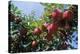 Red Apples on a Tree-David Nunuk-Premier Image Canvas