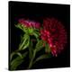 Red Aster I-Magda Indigo-Premier Image Canvas