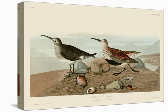 Red Backed Sandpiper-John James Audubon-Stretched Canvas
