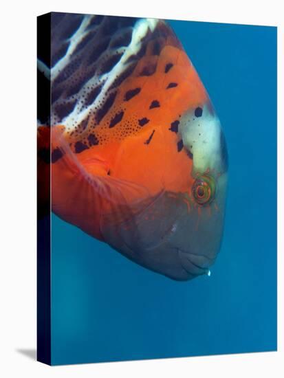 Red-Banded Wrasse (Cheilinus Fasciatus), Cairns, Queensland, Australia, Pacific-Louise Murray-Premier Image Canvas