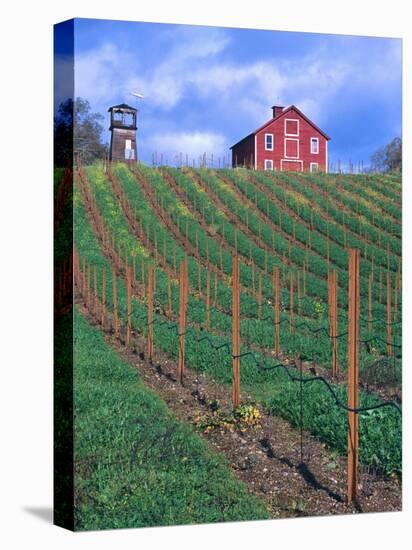 Red Barn Above Vineyard, Dry Creek Valley, California, USA-John Alves-Premier Image Canvas