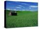 Red Barn in a Wheat Field-Darrell Gulin-Premier Image Canvas