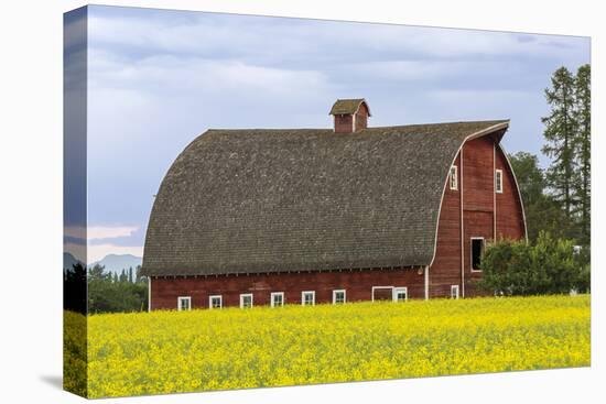 Red barn surrounded by canola in the Flathead Valley, Montana, USA-Chuck Haney-Premier Image Canvas