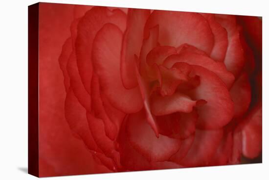 Red Begonia Abstract-Anna Miller-Premier Image Canvas