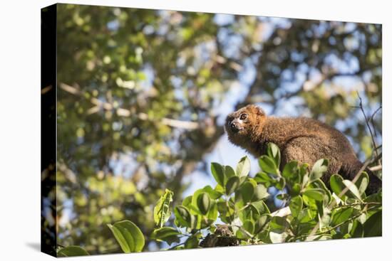 Red Bellied Lemur (Eulemur Rubriventer), Ranomafana National Park, Madagascar Central Highlands-Matthew Williams-Ellis-Premier Image Canvas