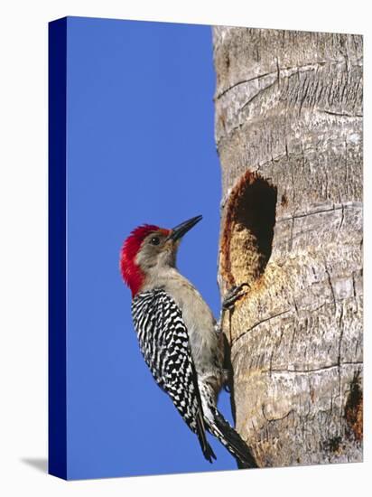 Red-Bellied Woodpecker, Everglades National Park, Florida, USA-Charles Sleicher-Premier Image Canvas