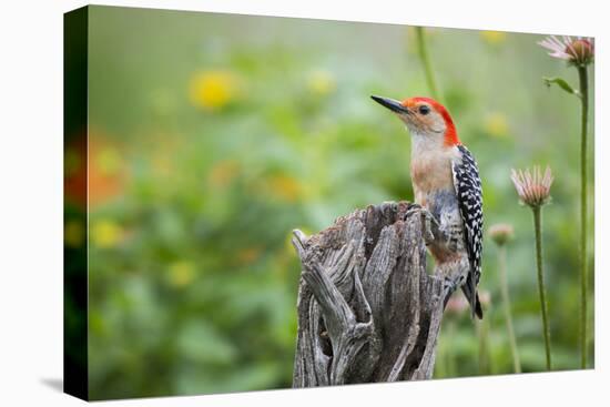 Red-Bellied Woodpecker Male in Flower Garden, Marion County, Il-Richard and Susan Day-Premier Image Canvas