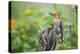 Red-Bellied Woodpecker Male in Flower Garden, Marion County, Il-Richard and Susan Day-Premier Image Canvas