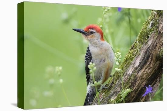 Red-Bellied Woodpecker Male in Flower Garden, Marion County, Illinois-Richard and Susan Day-Premier Image Canvas