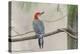 Red-Bellied Woodpecker-Gary Carter-Premier Image Canvas