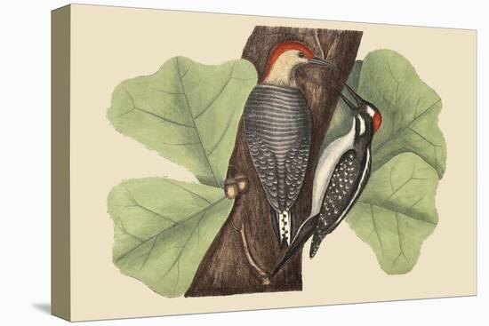 Red Bellied Woodpecker-Mark Catesby-Stretched Canvas