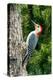 Red-Bellied Woodpecker-Gary Carter-Premier Image Canvas