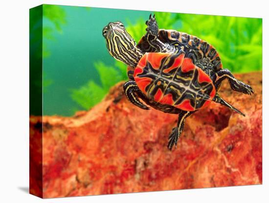 Red Belly Turtle Hatchling, Native to Southern USA-David Northcott-Premier Image Canvas