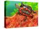 Red Belly Turtle Hatchling, Native to Southern USA-David Northcott-Premier Image Canvas