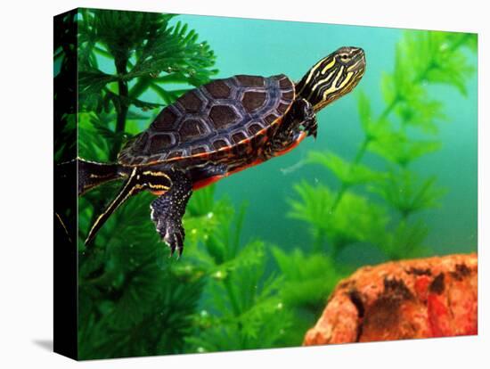 Red Belly Turtle Hatchling, Native to Southern USA-David Northcott-Premier Image Canvas