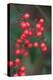 Red Berries 2-Erin Berzel-Premier Image Canvas