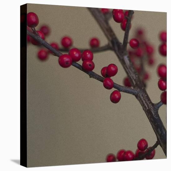 Red Berries I-June Hunter-Stretched Canvas
