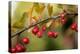 Red Berries II-Erin Berzel-Premier Image Canvas