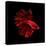 Red Betta Fish-null-Premier Image Canvas