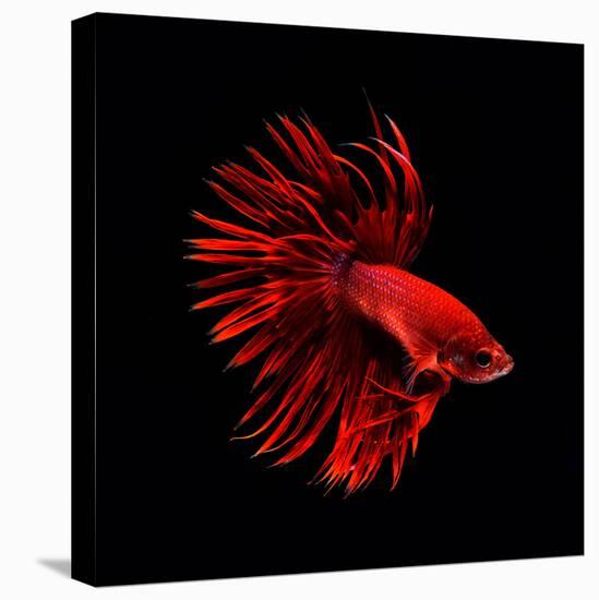 Red Betta Fish-null-Premier Image Canvas
