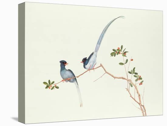Red-Billed Blue Magpies, on a Branch with Red Berries, Ch'Ien-Lung Period-Chinese School-Premier Image Canvas
