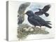 Red-Billed Chough Pyrrhocorax Pyrrhocorax in Nest with Eggs-null-Premier Image Canvas