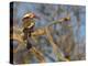 Red Billed Hornbill, Tockus Leucomelas, Bushveld, Namibia-Maresa Pryor-Premier Image Canvas