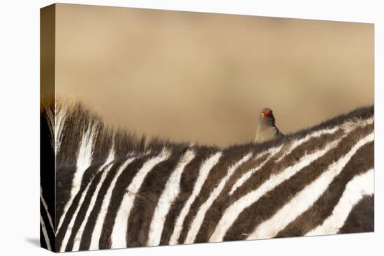 Red-billed oxpecker (Buphagus erythrorhynchus), Ngorongoro Conservation Area, Tanzania, East Africa-Ashley Morgan-Premier Image Canvas
