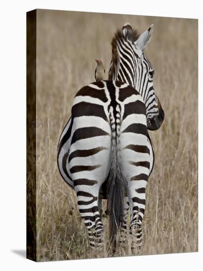 Red-Billed Oxpecker on a Grants Zebra-James Hager-Premier Image Canvas