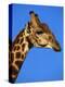 Red-Billed Oxpecker on Giraffe's Head-null-Premier Image Canvas