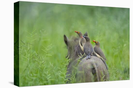 Red-Billed Oxpeckers (Buphagus Erythrorhynchus) Adult and Young-Neil Aldridge-Premier Image Canvas