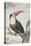 Red-billed Toucan, 1748-Aert Schouman-Premier Image Canvas