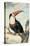 Red-billed Toucan, c. 1748-Aert Schouman-Stretched Canvas