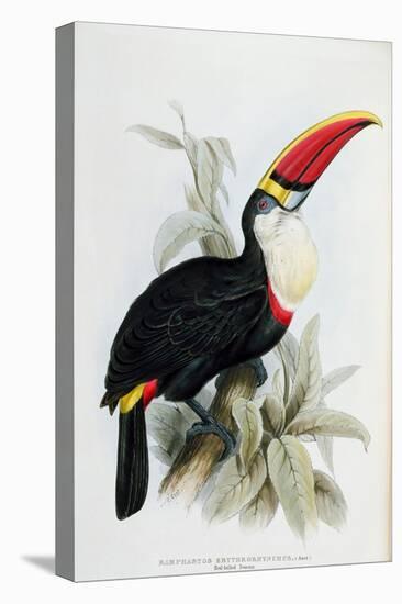 Red-Billed Toucan, from A Monograph of the Ramphastidae, or Family of Toucans, by John Gould-Edward Lear-Premier Image Canvas