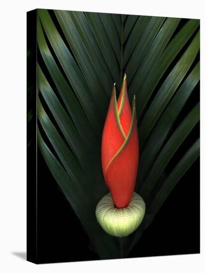 Red Bird of Paradise and Palm Leaf Isolated-Christian Slanec-Premier Image Canvas