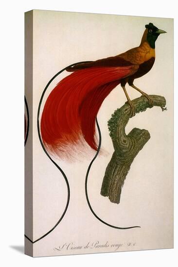 Red Bird of Paradise, Paradisaea Rubra-Jacques Barraband-Premier Image Canvas