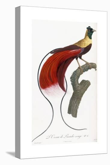Red Bird of Paradise-Jacques Barraband-Premier Image Canvas