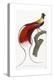 Red Bird of Paradise-Jacques Barraband-Premier Image Canvas
