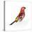 Red Bird, Pine Grosbeak-Conceptcafe-Premier Image Canvas