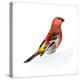 Red Bird, Pine Grosbeak-Conceptcafe-Premier Image Canvas