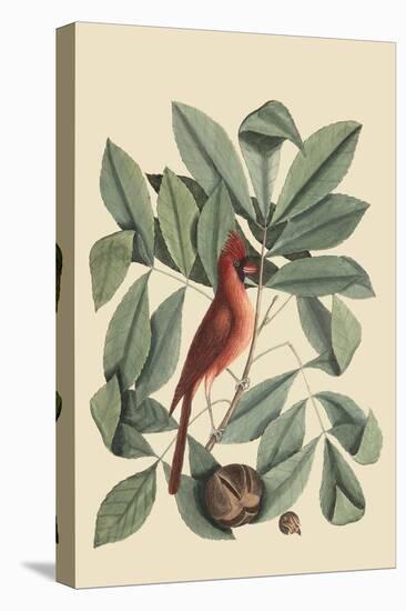 Red Bird-Mark Catesby-Stretched Canvas