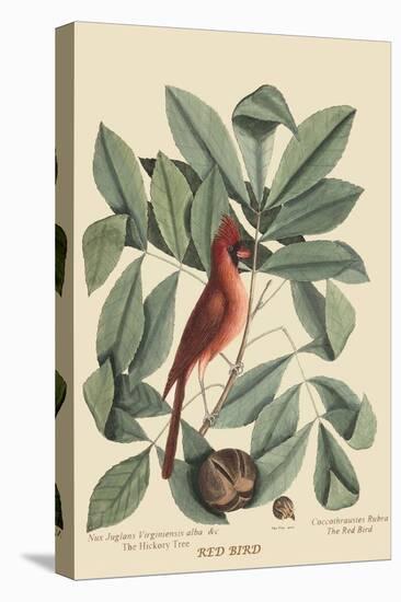 Red Bird-Mark Catesby-Stretched Canvas
