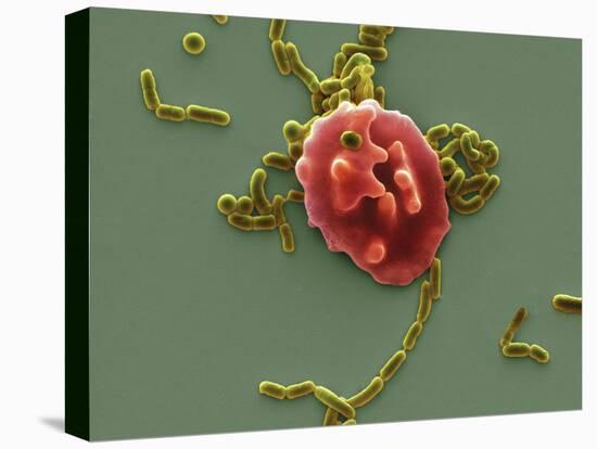 Red Blood Cell And Bacteria, SEM-Steve Gschmeissner-Premier Image Canvas