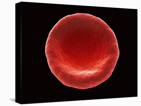 Red Blood Cell, SEM-Steve Gschmeissner-Premier Image Canvas