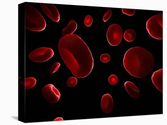 Red Blood Cells, Artwork-SCIEPRO-Premier Image Canvas