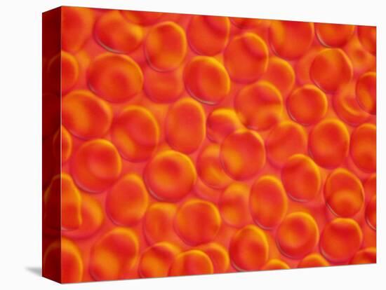 Red Blood Cells-null-Premier Image Canvas