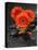 Red Blossoms on Black Stones-Uwe Merkel-Premier Image Canvas
